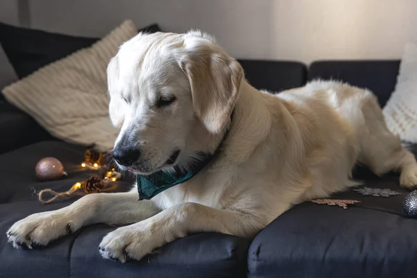 面白い白い犬のラブラドールソファの上にクローズアップ クリスマスの装飾の中で 部屋の中で — ストック写真