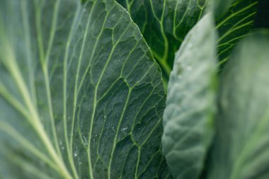 Bahçe yatağında taze lahana yaprağı şeklinde bir arka plan..