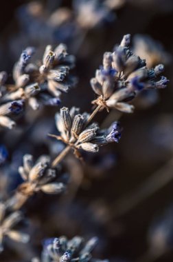 Lavanta çiçekleri. Kurutulmuş lavanta arka planı. Bitki aromaterapi, spa, temel yağ için iyidir..