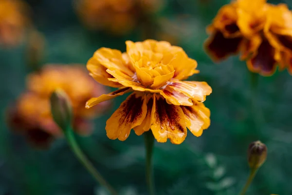 Zbliżenie Piękny Wzór Kwiat Marigold Ogrodzie Tagetes Erecta Meksykański Aztecki — Zdjęcie stockowe