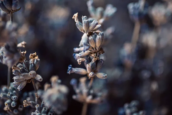 Квіти Лаванди Сушений Лавандовий Фон Рослина Корисна Ароматерапії Спа Ефірної — стокове фото