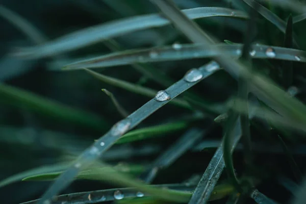 Fresh green grass with dew drops close up. Water drops on the fresh grass after rain. Light morning dew on the grass.