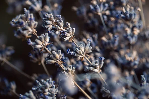 Λουλούδια Λεβάντας Ξηρά Λεβάντα Φυτό Καλό Για Αρωματοθεραπεία Spa Αιθέριο — Φωτογραφία Αρχείου