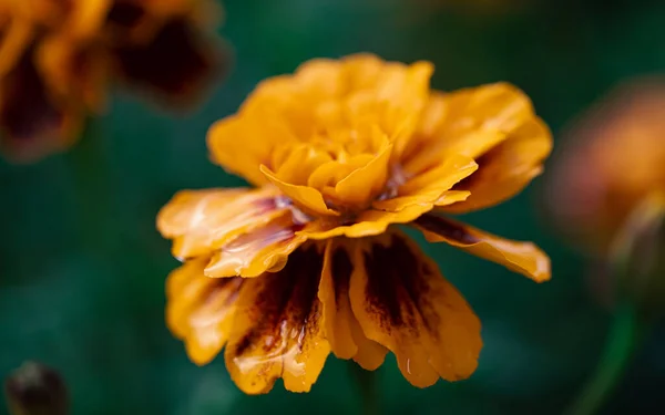 Zbliżenie Piękny Wzór Kwiat Marigold Ogrodzie Tagetes Erecta Meksykański Aztecki — Zdjęcie stockowe