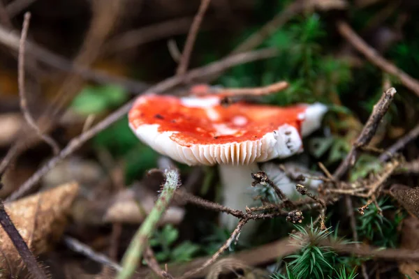 Červená Houba Amanita Lese Muchomůrky Jedovatá Moucha Agarická Jedovaté Lesní — Stock fotografie