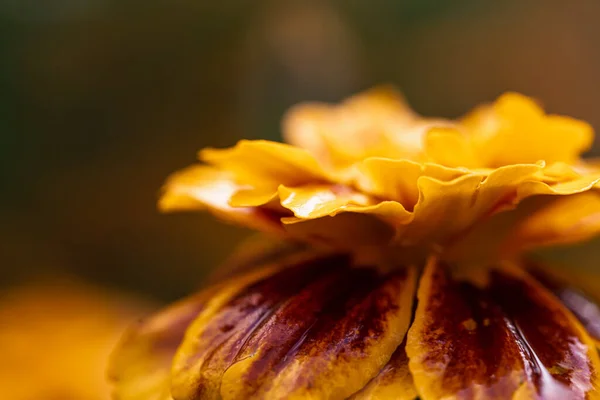 Francuski Marigold Tagetes Patula Abstrakcyjne Zbliżenie Naturalne Tło — Zdjęcie stockowe