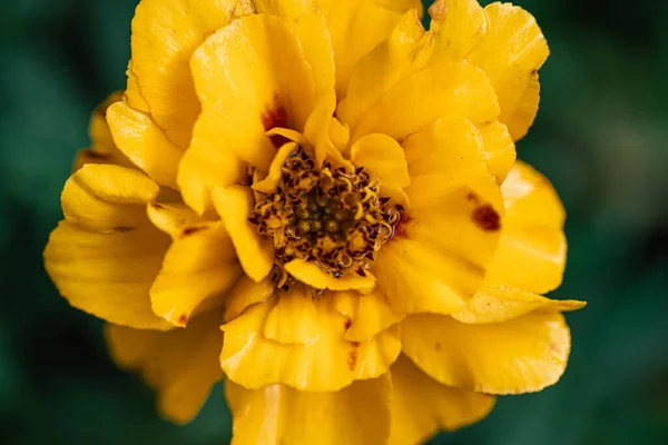 Französische Ringelblume Tagetes Patula Abstrakte Nahaufnahme Hintergrund — Stockfoto