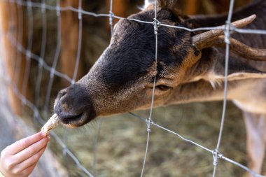 Küçük bir kız hayvanat bahçesinde geyik besliyor, yakın plan..