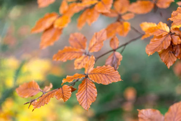 Gele Herfstbladeren Een Boom Het Bos Macro Opname Wazige Achtergrond — Stockfoto