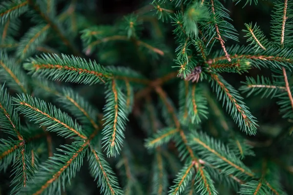 Fina Grankvistar Skogen Närbild Underbar Bakgrund Till Din Text Juldekoration — Stockfoto