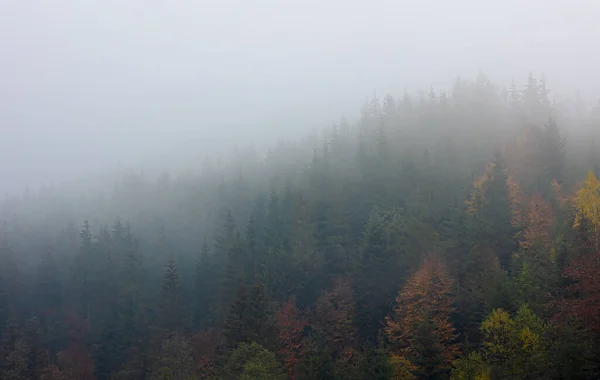 Густий Ліс Туманом Хвойні Дерева Пейзажі Таємничому Тумані Місцем Тексту — стокове фото
