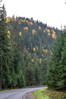 Dağlık bir bölgede dolambaçlı bir yol kozalaklı bir ormanda, sonbaharın başlarında doğa..