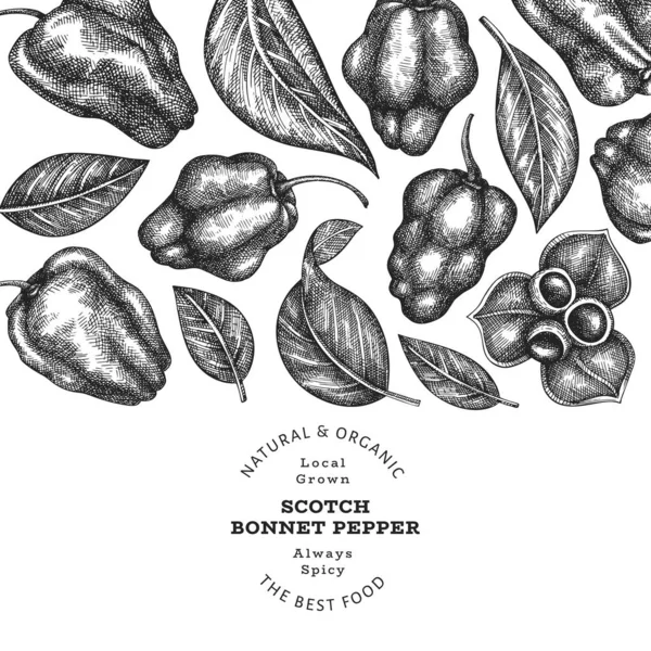 Handgetekende Schets Stijl Scotch Motorkap Peper Banner Biologische Verse Groenten — Stockvector