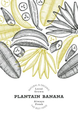 Elle çizilmiş taslak tarzı muz afişi. Organik taze meyve vektörü çizimi. Retro egzotik muz meyve tasarım şablonu