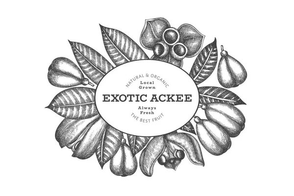 Handritad Skiss Stil Ackee Banner Ekologisk Färska Livsmedel Vektor Illustration — Stock vektor