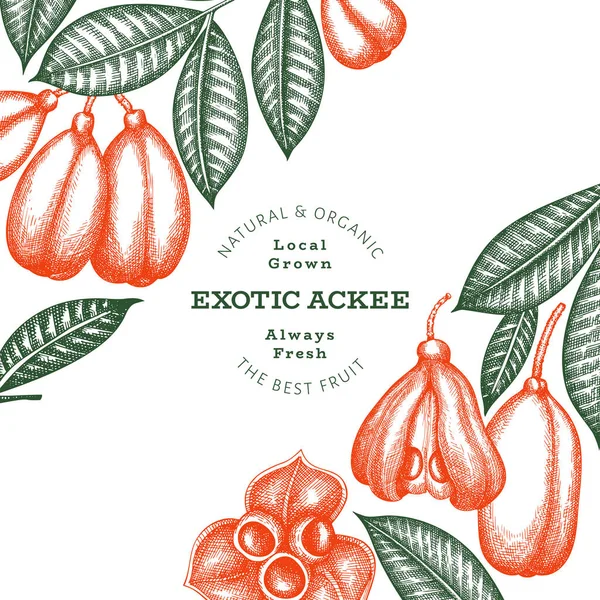 stock vector Hand drawn sketch style ackee banner. Organic fresh food vector illustration. Retro exotic fruit design template. Engraved style botanical background.