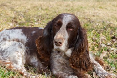 Kahverengi benekli Rus spanyeli ormanda, yumuşak odak arka planında