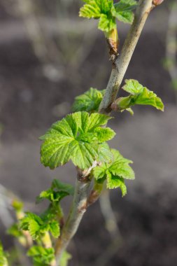 Bahar vakti taze yapraklı üzümlü üzümlü çalı.