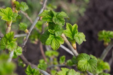 Bahar vakti taze yapraklı üzümlü üzümlü çalı.