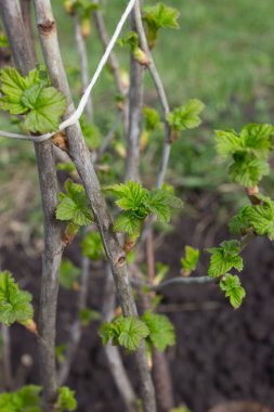 Bahar vakti taze yapraklı üzümlü üzümlü çalı.