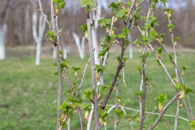 Bahar vakti taze yapraklı üzümlü üzümlü çalı.