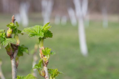 Bahar vakti taze yapraklı üzümlü üzümlü çalı.