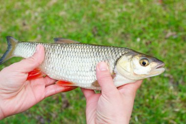 Taze nehir balığı chub, yumuşak odak arka planı