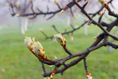 Fruit tree branch with blossom, soft focus background