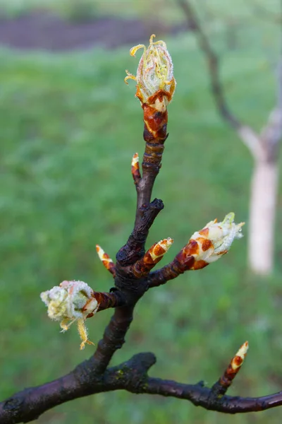 Rama Árbol Frutal Con Flor Fondo Enfoque Suave — Foto de Stock