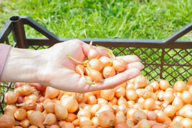 Altın olgun soğan, yumuşak odak arkaplanı