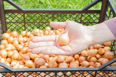 Altın olgun soğan, yumuşak odak arkaplanı