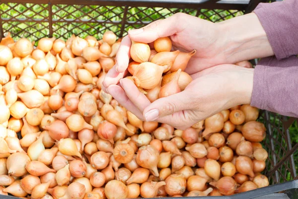 Cebola Madura Dourada Fundo Foco Suave — Fotografia de Stock