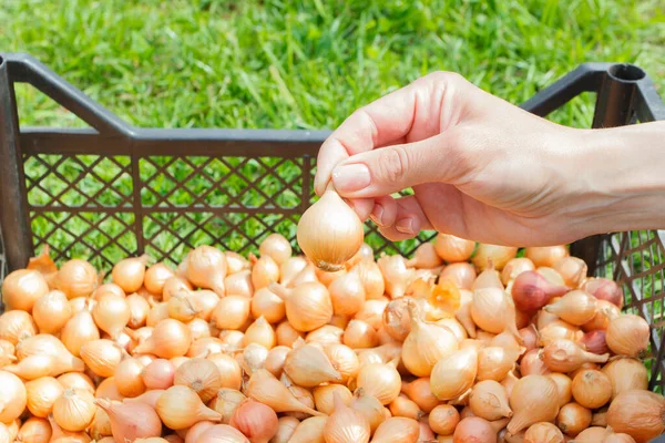 Cebola Madura Dourada Fundo Foco Suave — Fotografia de Stock