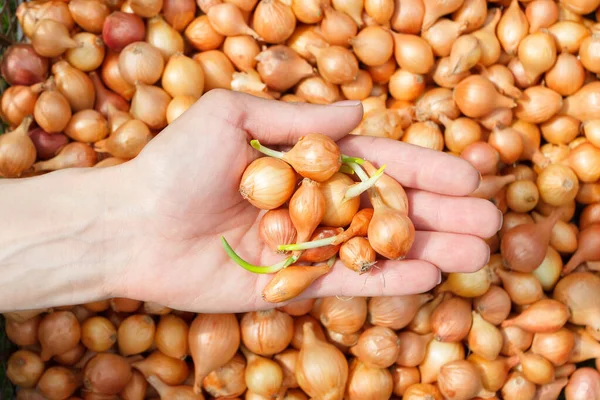 Cebola Madura Dourada Fundo Foco Suave — Fotografia de Stock