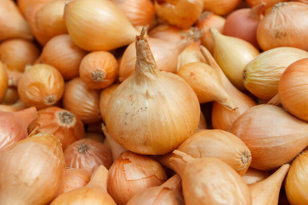 Golden ripe onion, soft focus background