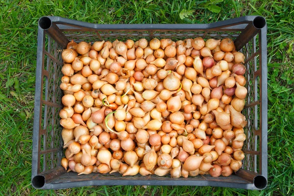 Cebola Madura Dourada Fundo Foco Suave — Fotografia de Stock