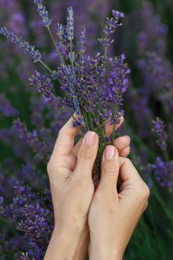 Ellerinde bir demet lavanta, yumuşak odaklı arka plan.