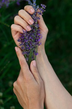 Ellerinde bir demet lavanta, yumuşak odaklı arka plan.
