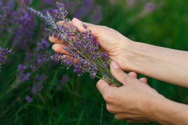 Ellerinde bir demet lavanta, yumuşak odaklı arka plan.