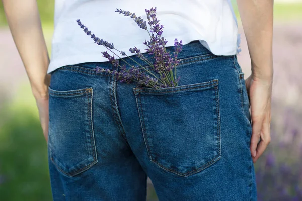 Woman Lavender Field Flowers Pocket Harvesting Concept — Fotografia de Stock