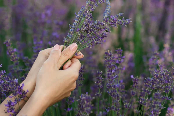 Bouquet Lavender Hands Soft Focus Background — Φωτογραφία Αρχείου