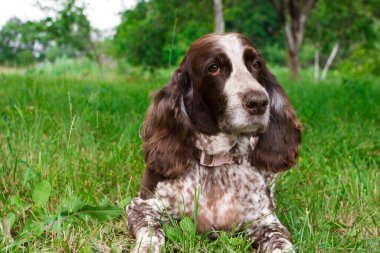 Kahverengi benekli Rus spanyeli ormanda, yumuşak odak arka planında