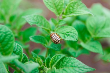 Potato leaves with Colorado beetles, soft focus background