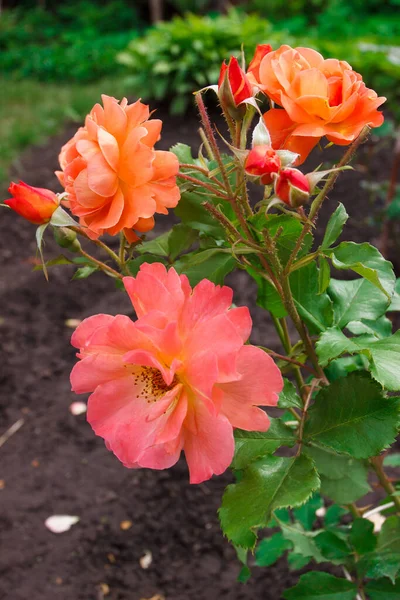 Bush Beautiful Red Orange Roses Gardening Concept — Stockfoto