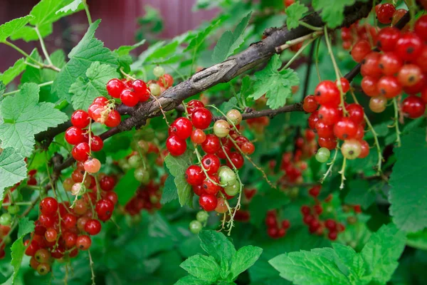 Bushes Red Ripe Currant Gardening Concept Harvest Time — Fotografia de Stock