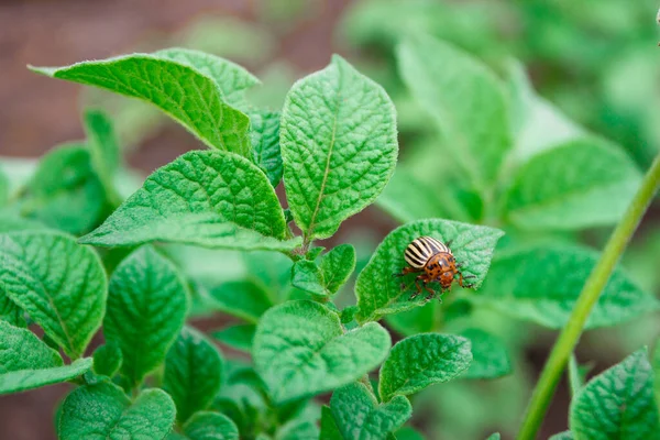 Potato Leaves Colorado Beetles Soft Focus Background — стоковое фото