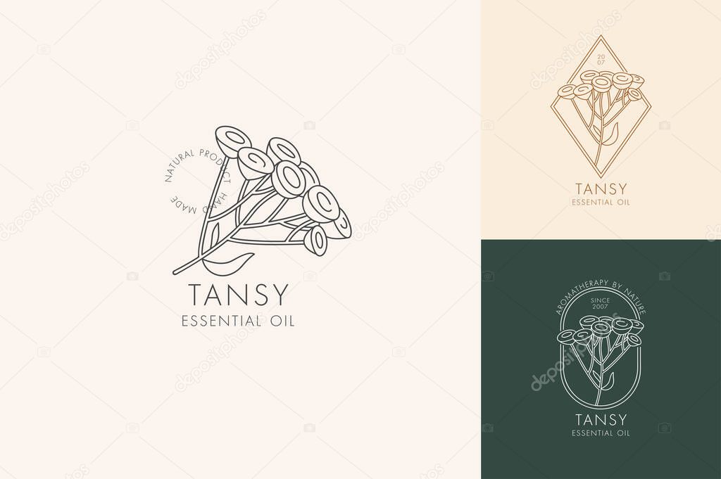 Vector linear set of botanical icons and symbols - tansy. Design logos for essential oil tansy. Natural cosmetic product