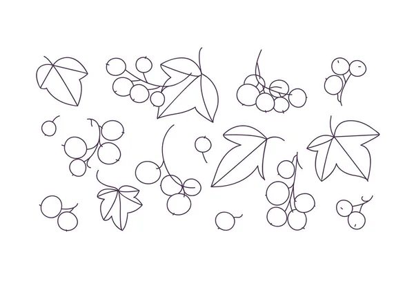 Vector Line Illustration Branches Black Currant Berries Green Leaves Isolated — 스톡 벡터