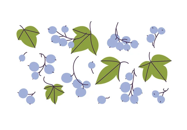 Vector Illustration Branches Black Currant Berries Green Leaves Isolated White — Vetor de Stock