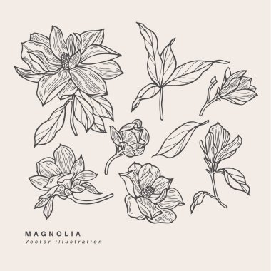 El çizimi vektör manolya çiçekleri çizimi. Çiçek çelengi. Beyaz arkaplanda botanik çiçek kartı